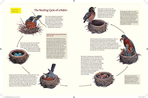 Bird Behavior: Flying, Nesting, Eating, and Singing