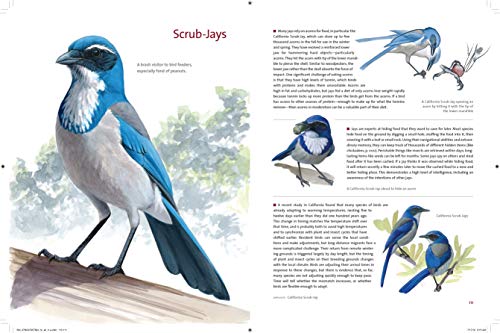 Bird Behavior: Flying, Nesting, Eating, and Singing