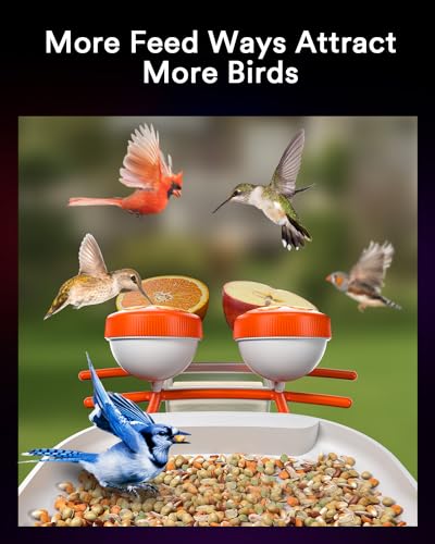 Smart Bird Feeder with Camera and Solar Power