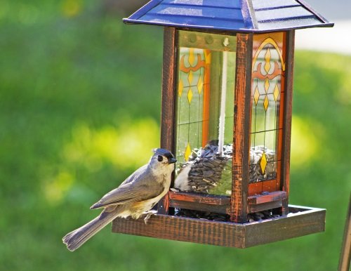 Wagner's Black Oil Sunflower Bird Food, 25 lbs