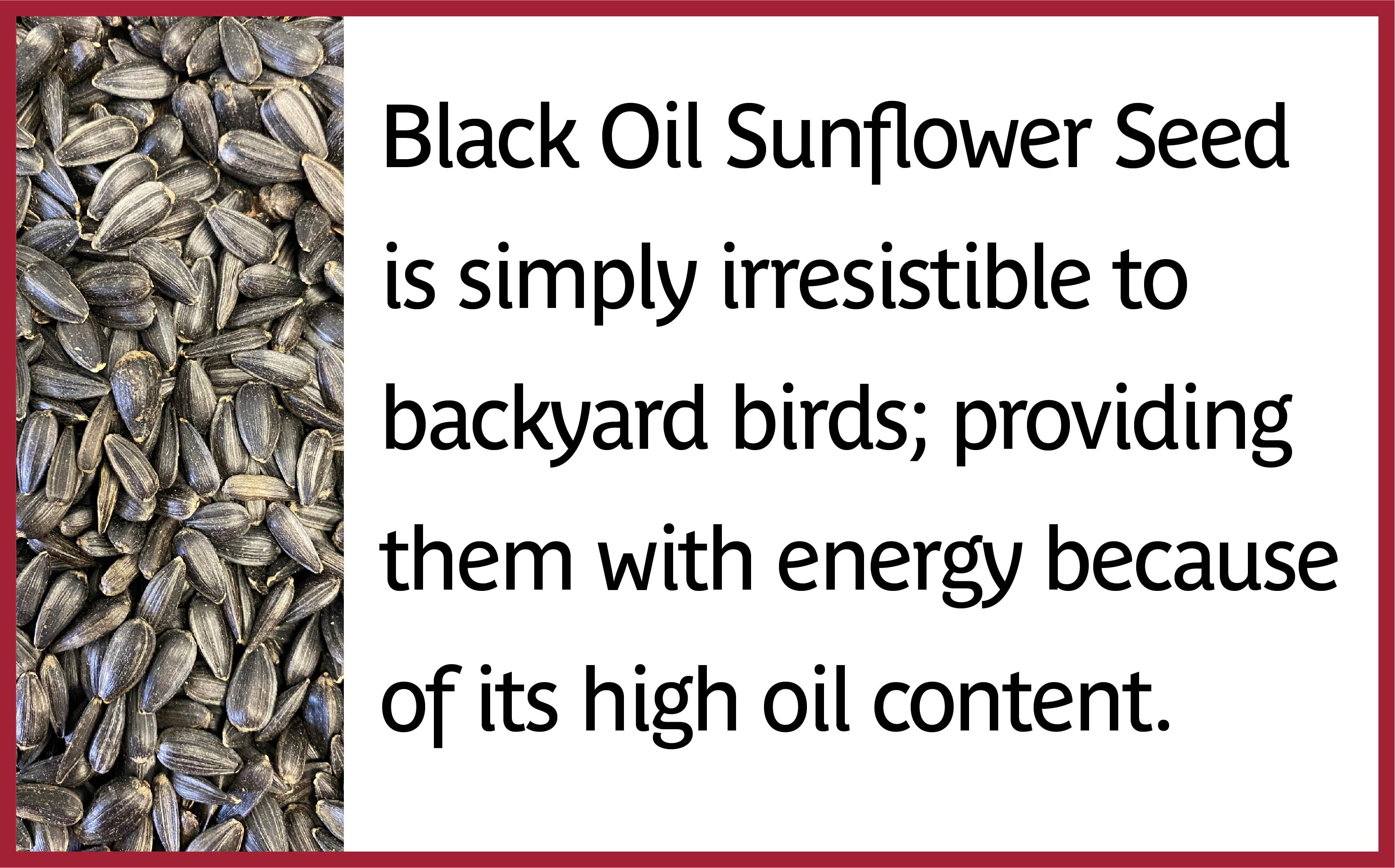 Pennington Black Oil Sunflower Seed Bird Feed 40 lb