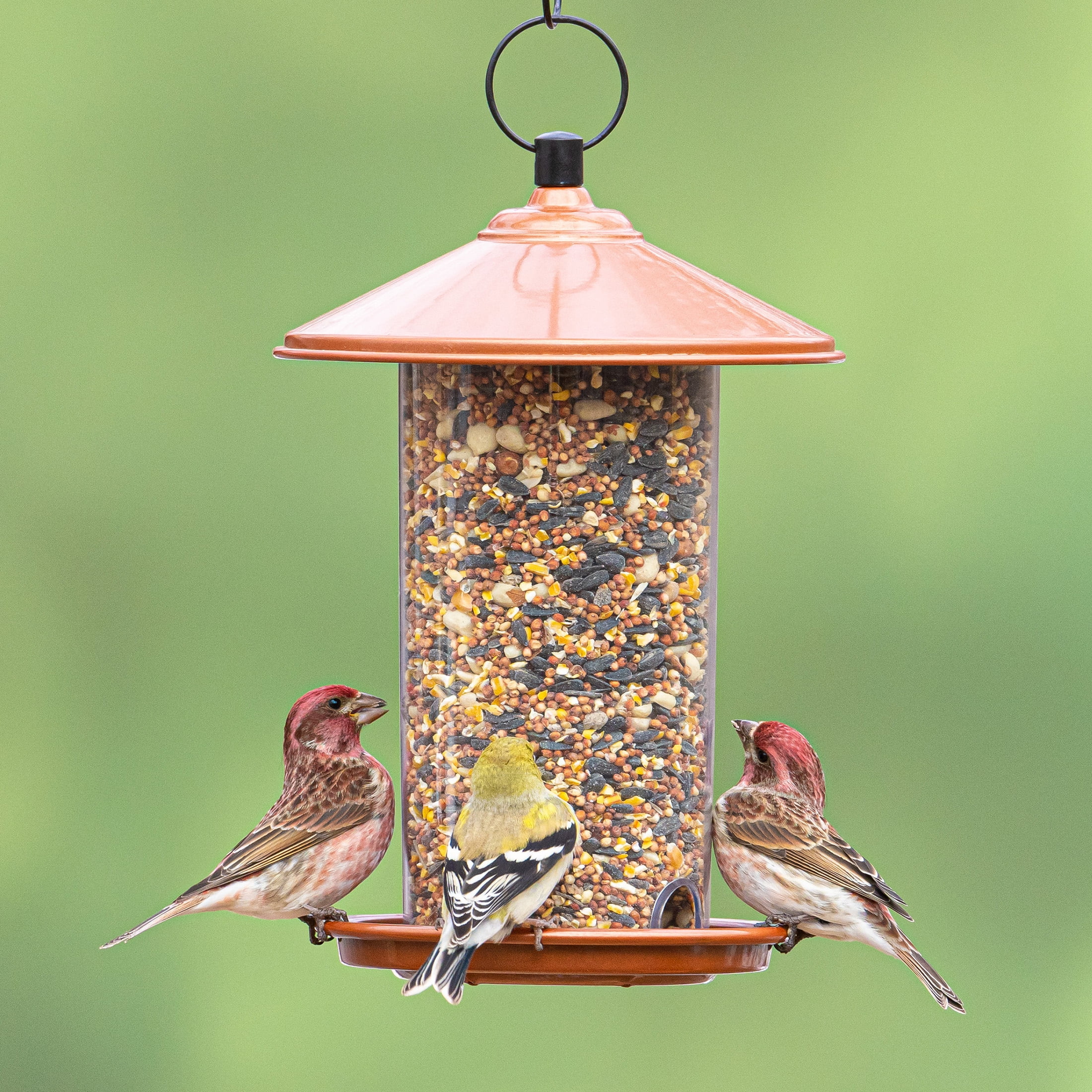 Peanut and Sunflower Wild Bird Seed Blend, 20 lb