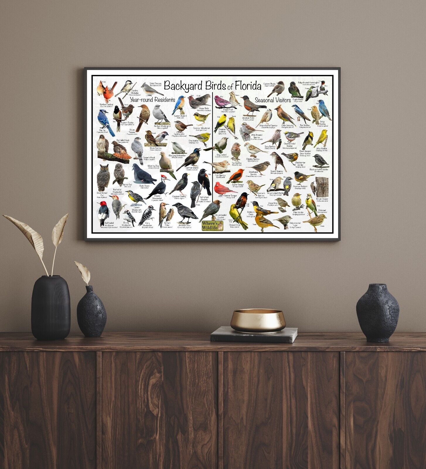 Florida Backyard Birds Bird Identification Poster