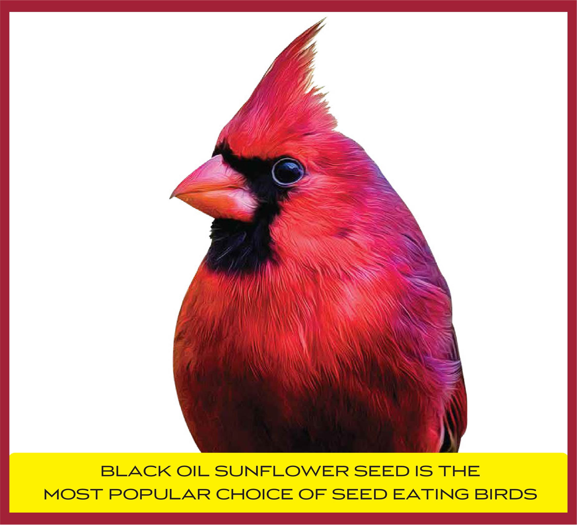Pennington Black Oil Sunflower Seed Bird Feed 40 lb