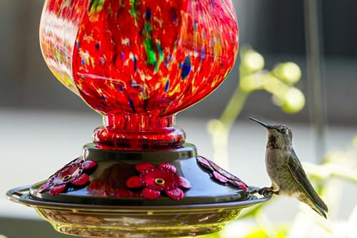 BOLITE Hand Blown Glass Hummingbird Feeder, 22oz