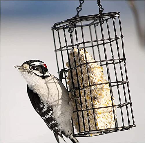 Hanging Suet Bird Feeder for Backyard Birds