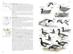 Birds of North America Field Guide, 7th Edition