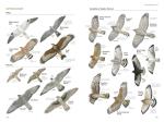 Birds of North America Field Guide, 7th Edition