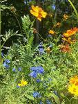 Honey Bee Habitat for Backyard Gardens