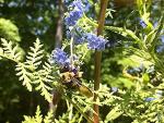 Honey Bee Habitat for Backyard Gardens