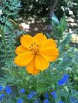 Honey Bee Habitat for Backyard Gardens