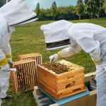 Maybee 10-Frame Beehive Kit with Wax Coating