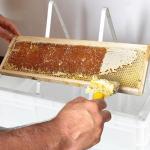 Zonon Beekeeping Uncapping Station and Tray Set