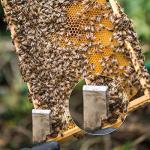 Sunshane Stainless Steel Bee Hive Tool Set