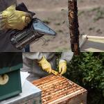 Honey Lake Beekeeping Starter Kit with Smoker & Tools