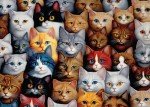 Cascading Cats 1000 Piece Jigsaw Puzzle for Adults, 27.6” x 19.7” (Cat Puzzle)