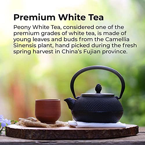 Prince of Peace Premium White Tea, 100 Tea Bags â White Tea Bags â Prince of Peace â White Peony Tea â Camellia Sinensis Tea Bags â Prince of Peace Tea â Premium Grade Tea by Prince of Peace