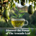 Lemon Avocado Leaf Tea | 8 Sachets
