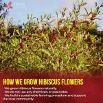 Premium Hibiscus Tea Bags - 100% Natural & Vegan