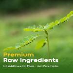 Chanca Piedra Tea Bags for Kidney Health - 60 Count