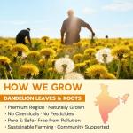 Caffeine-Free Dandelion Leaf & Root Tea, 50 Bags