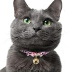 Purple Necoichi Chirimen Fireworks Cat Collar