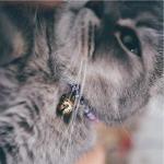 Purple Necoichi Chirimen Fireworks Cat Collar