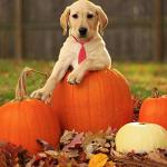 Adjustable Pet Bowties and Collars for Dogs