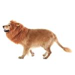 TOMSENN Realistic Funny Dog Lion Mane