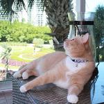 Teal Glow in The Dark Cat Collar with Bell