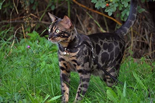 2 Extra Loud Cat & Dog Bells | Pet Tracker | Save Birds & Wildlife | Luxury Handmade Copper | Beau's Bells (Small) from Beau's