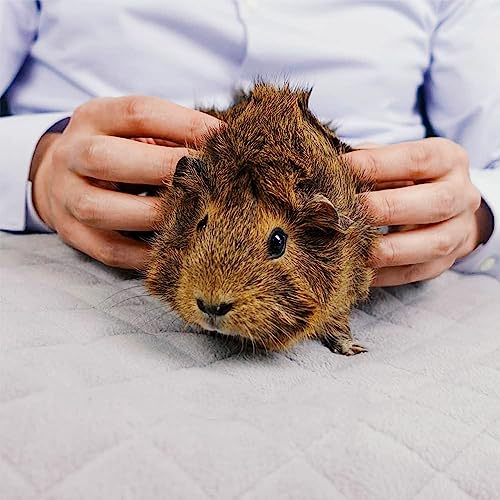 GuineaDad Grey Fleece Bedding - Pack of 3