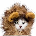 Lion Mane Wig Costume for Cats and Small Dogs