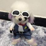 Adorable Cowboy Jacket for Small Dogs and Cats