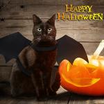 Malier Halloween Bat Wings Costume for Pets