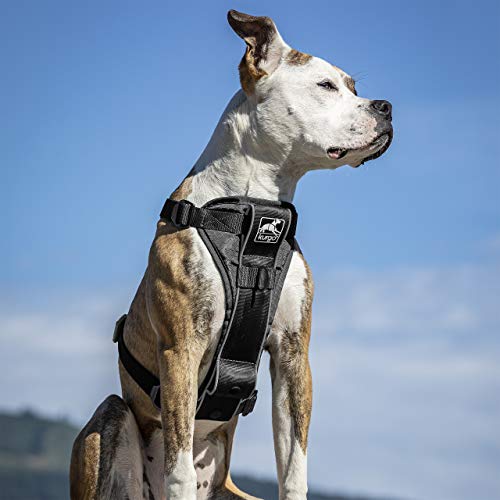 Kurgo Dog Harness | Pet Walking Harness | Medium | Black | No Pull Harness Front Clip Feature for Training Included | Car Seat Belt | Tru-Fit Quick Release Style from Kurgo