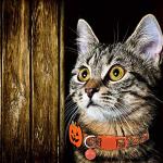 Halloween Cat Collars with Bell and Charm