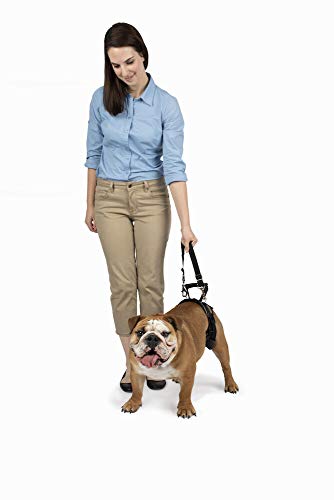 PetSafe CareLift Rear Support Harness - Lifting Aid with Handle and Shoulder Strap - Great for Pet Mobility and Older Dogs - Comfortable, Breathable Material - Easy to Adjust - Medium, Black by Radio Systems Corporation