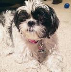 Pink Bell Training Charms for Dog and Cat Collars