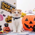 Skull Cat Collar Breakaway with Bell - 2 Pack