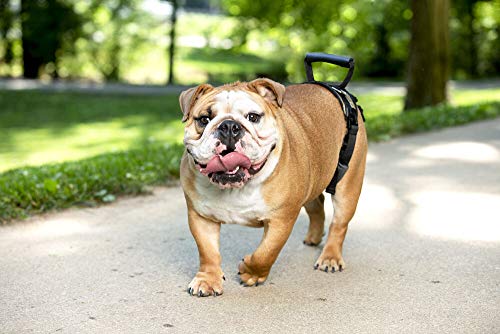 PetSafe CareLift Rear Support Harness - Lifting Aid with Handle and Shoulder Strap - Great for Pet Mobility and Older Dogs - Comfortable, Breathable Material - Easy to Adjust - Medium, Black by Radio Systems Corporation