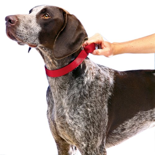 PetSafe Martingale Collar 1" Large, Red from Toys & Behavior
