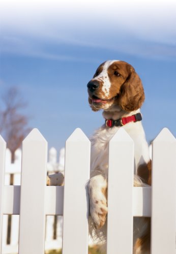 Petsafe KeepSafe Break-Away Collar, Prevent Collar Accidents for your Dog or Puppy, Improve Safety, Compatible with Lead Use, Adjustable Sizes by Toys & Behavior