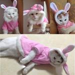 Pink Plush Bunny Outfit for Small Dogs & Cats