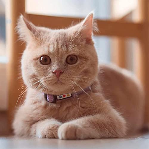 Pawtitas Reflective Cat Collar with Safety Buckle and Removable Bell Cat Collar Kitten Collar Blue Cat Collar from Pawtitas