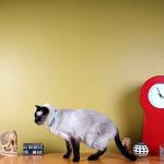 Pawtitas Reflective Cat Collar with Safety Buckle