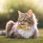 2 Pack Pet Collar Bell Training Charms