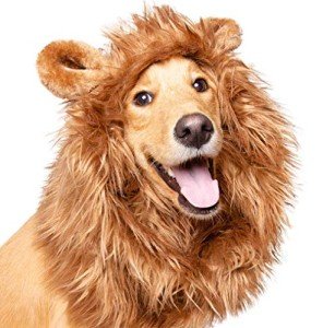 Pet Krewe Dog Lion Mane Halloween Costume â Fits Neck Size 13â- 32â- Lion Mane for Small Dogs â Ideal for Halloween, Dog Birthday, Dog Cosplay, Dog Outfits, Pet Clothes (Large) from Pet Krewe