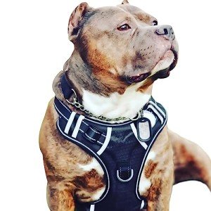BABYLTRL Big Dog Harness No Pull Adjustable Pet Reflective Oxford Soft Vest for Large Dogs Easy Control Harness (L, Black) from Babyltrl