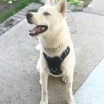 BABYLTRL Big Dog Harness No Pull Adjustable Pet Reflective Oxford Soft Vest for Large Dogs Easy Control Harness (L, Black) from Babyltrl